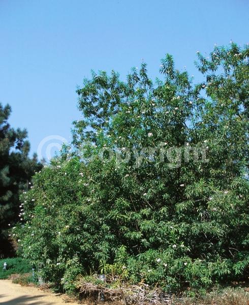 Pink blooms; Deciduous; Broadleaf