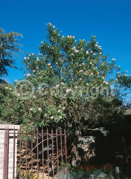 White blooms; Pink blooms; Lavender blooms; Deciduous; Broadleaf