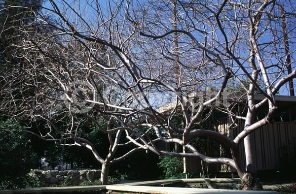 White blooms; Pink blooms; Lavender blooms; Deciduous; Broadleaf