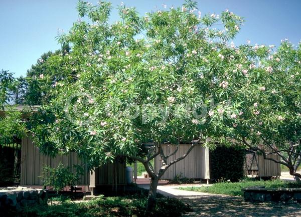 White blooms; Pink blooms; Lavender blooms; Deciduous; Broadleaf