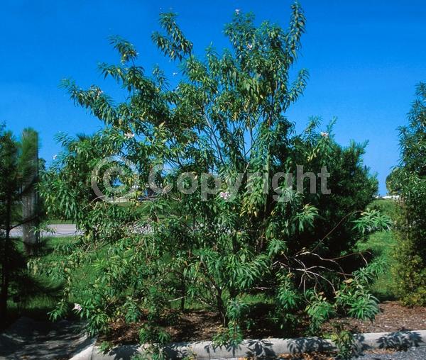 White blooms; Pink blooms; Deciduous; Broadleaf