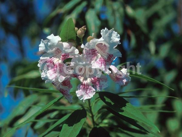 White blooms; Pink blooms; Deciduous; Broadleaf
