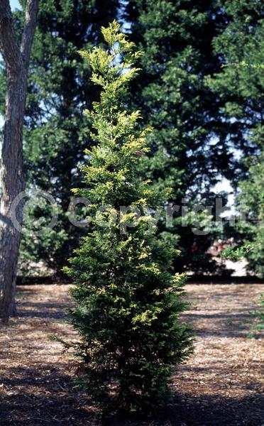 Evergreen; Needles or needle-like leaf