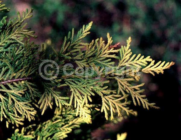 Evergreen; Needles or needle-like leaf