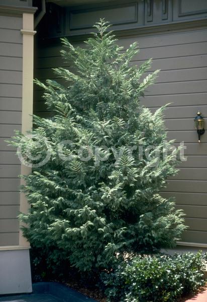 Evergreen; Needles or needle-like leaf