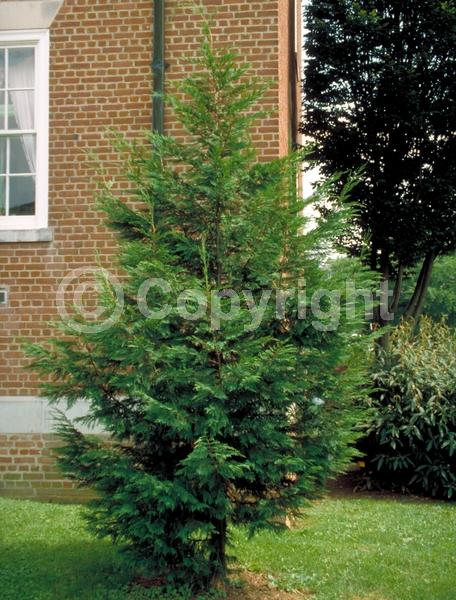 Evergreen; Needles or needle-like leaf