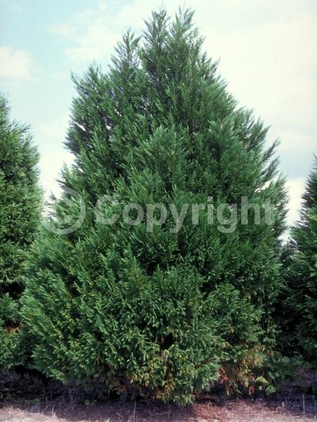 Evergreen; Needles or needle-like leaf