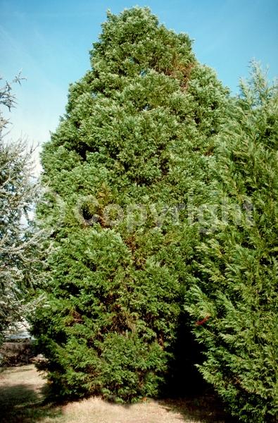Evergreen; Needles or needle-like leaf
