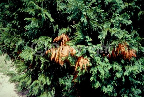 Evergreen; Needles or needle-like leaf