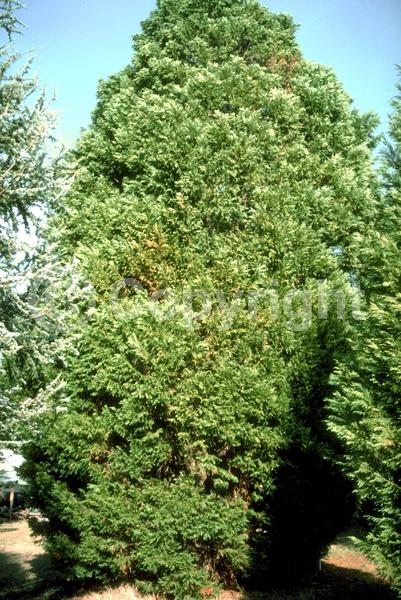 Evergreen; Needles or needle-like leaf