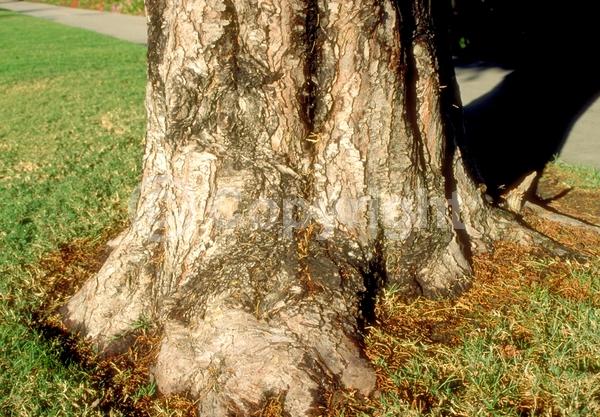 Evergreen; Needles or needle-like leaf