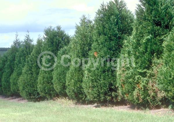 Evergreen; Needles or needle-like leaf