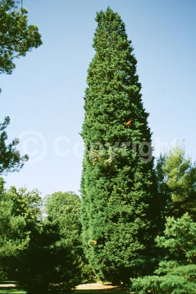 Evergreen; Needles or needle-like leaf