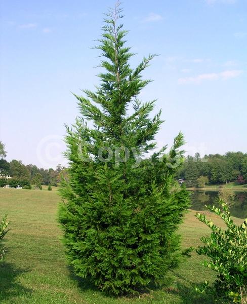 Evergreen; Needles or needle-like leaf