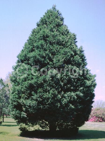 Evergreen; Needles or needle-like leaf