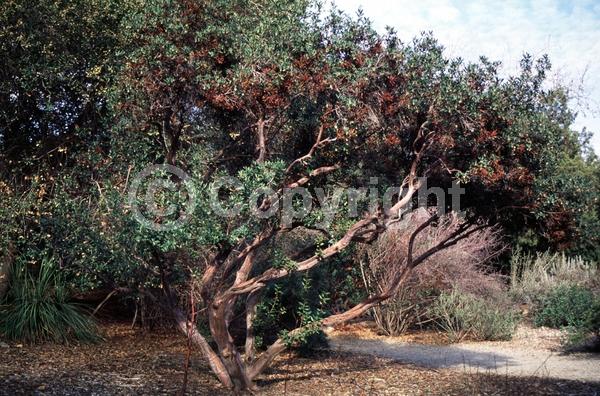 White blooms; Evergreen; North American Native