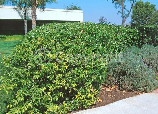 White blooms; Evergreen; Semi-evergreen