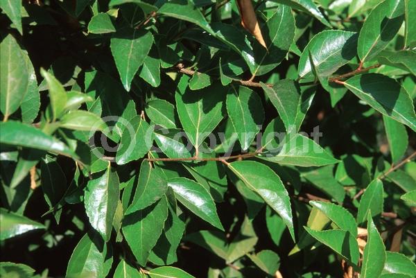 White blooms; Evergreen; Semi-evergreen