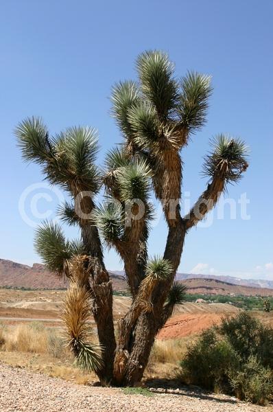 White blooms; Evergreen; North American Native