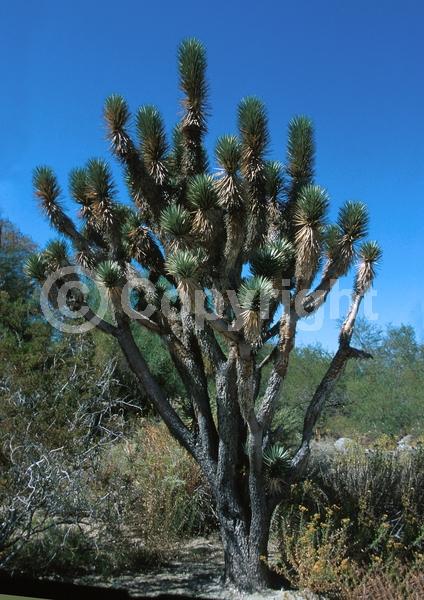 White blooms; Evergreen; North American Native