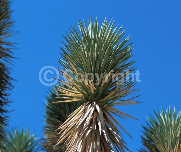 White blooms; Evergreen; North American Native