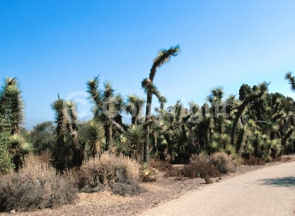 White blooms; Evergreen; North American Native