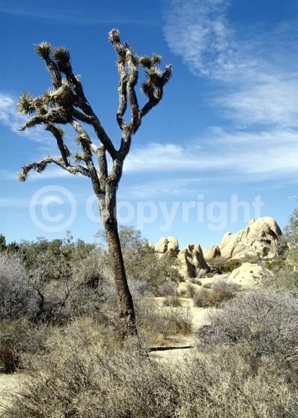 White blooms; Evergreen; North American Native