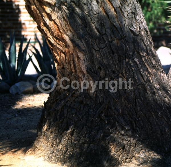 White blooms; Evergreen; North American Native