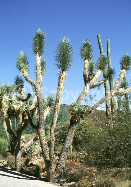 White blooms; Evergreen; North American Native