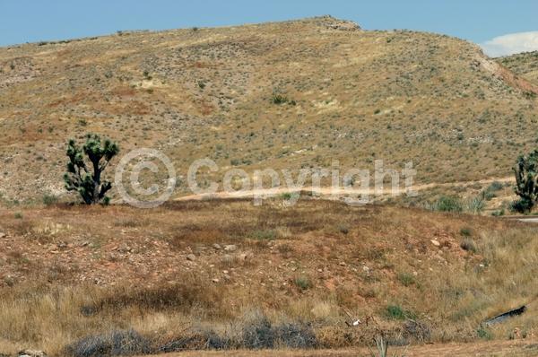 White blooms; Evergreen; North American Native