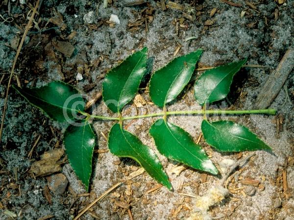 Yellow blooms; Green blooms; Evergreen; North American Native