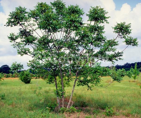 Yellow blooms; Evergreen; North American Native