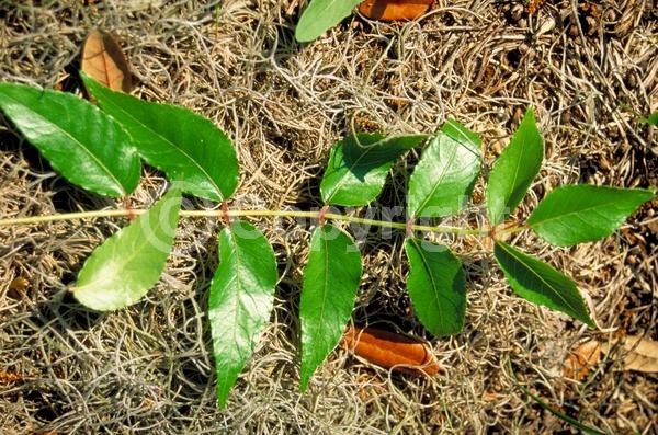 Yellow blooms; Evergreen; North American Native