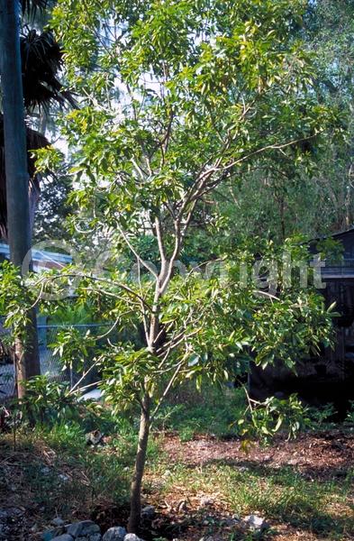 Yellow blooms; Evergreen; North American Native
