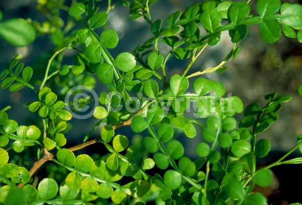 Yellow blooms; Evergreen; North American Native