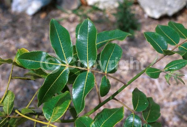 Yellow blooms; Evergreen; North American Native