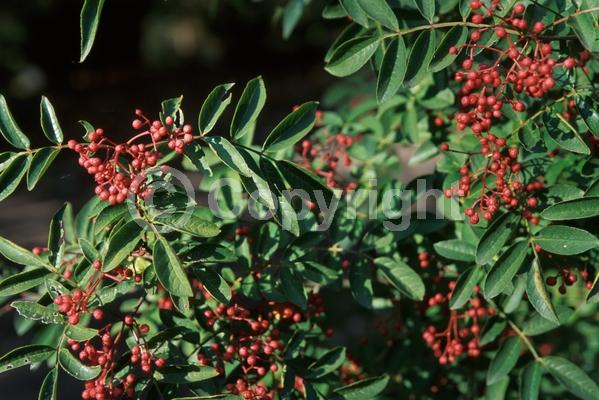 Red blooms; Evergreen