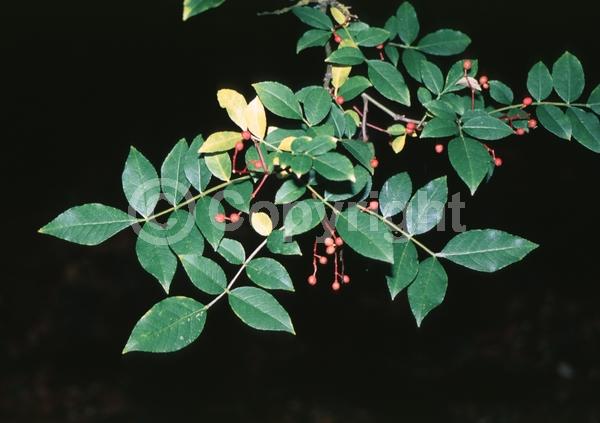 Red blooms; Evergreen