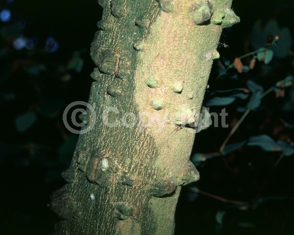 Red blooms; Evergreen