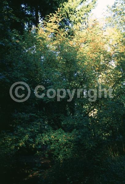 Red blooms; Evergreen