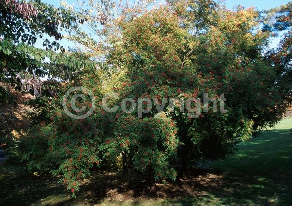 Red blooms; Evergreen