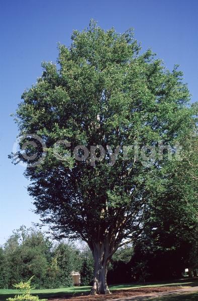 Unknown blooms; Deciduous; Broadleaf