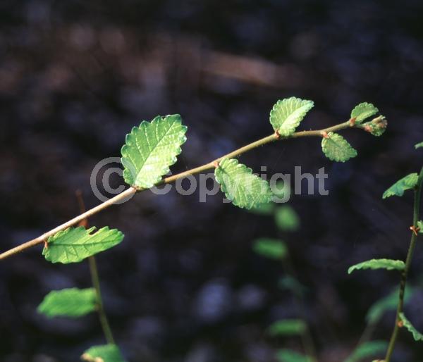 Unknown blooms; Deciduous; Broadleaf