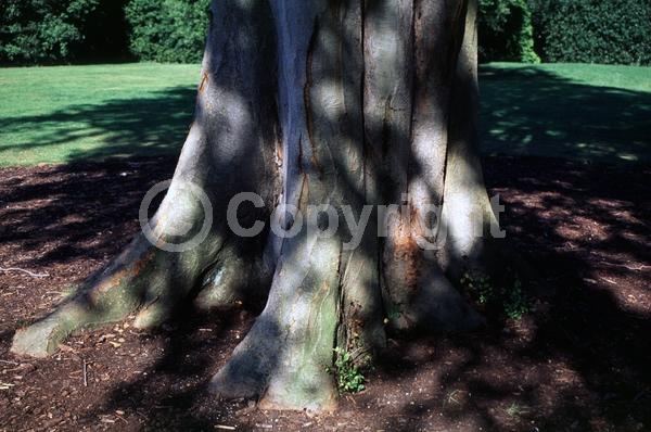 Unknown blooms; Deciduous; Broadleaf
