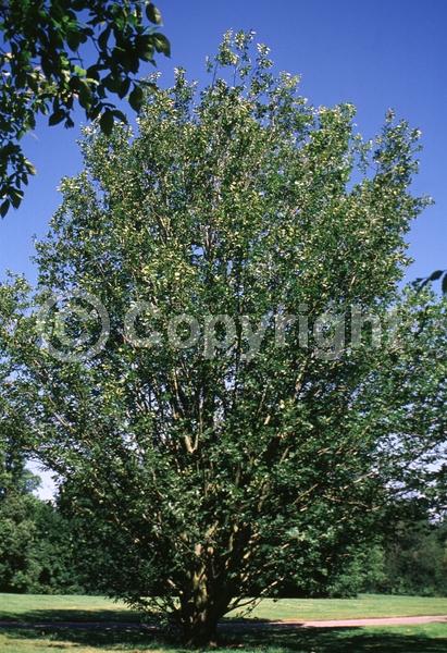 Unknown blooms; Deciduous; Broadleaf