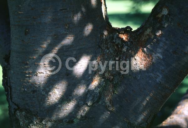 Unknown blooms; Deciduous; Broadleaf