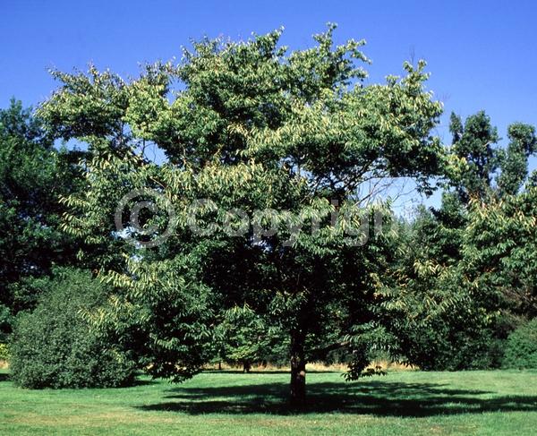 Unknown blooms; Deciduous; Broadleaf