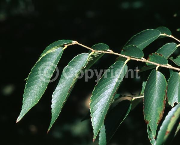 Unknown blooms; Deciduous; Broadleaf