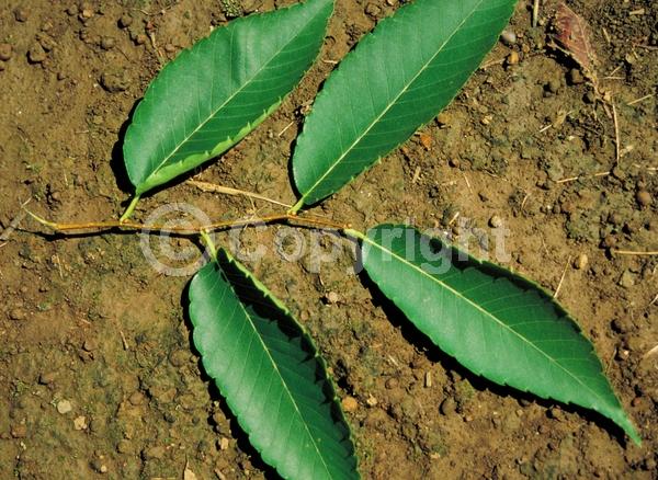 Unknown blooms; Deciduous; Broadleaf