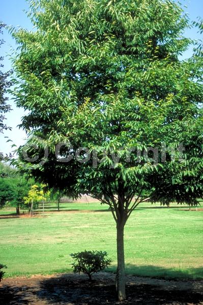 Unknown blooms; Deciduous; Broadleaf